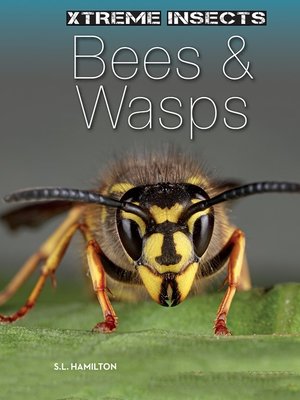 cover image of Bees & Wasps